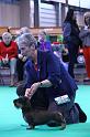 Crufts_dachshunds 1080